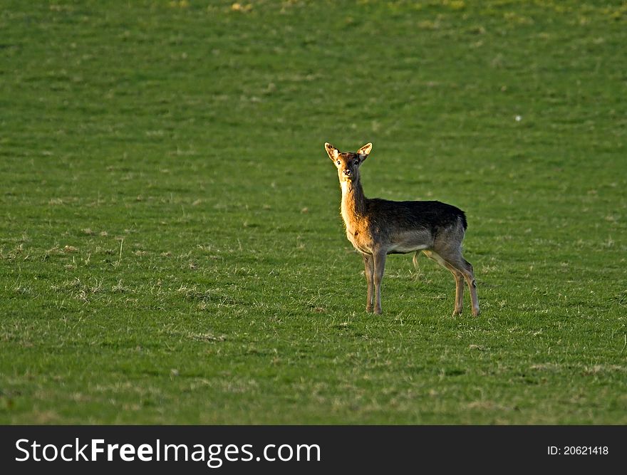 Solitary Deer: Fallow Buck Fawn.