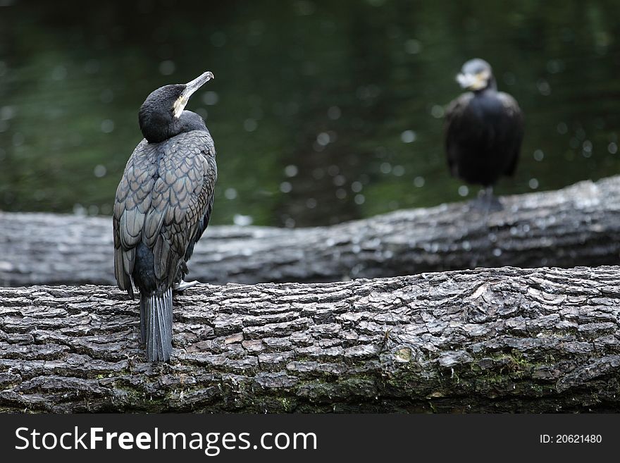 The couple of great cormorants sittin on the wood trunks.