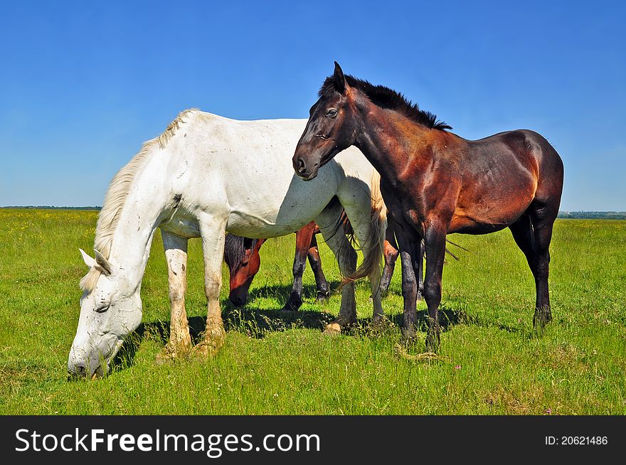 A horses on a summer pasture in a rural landscape.