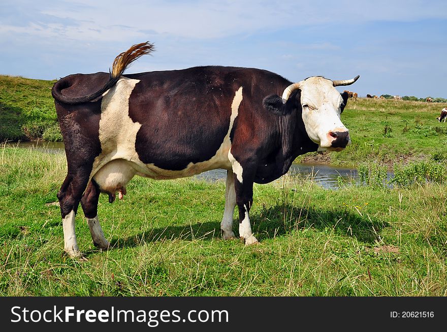 A cow on a summer pasture in a summer rural landscape