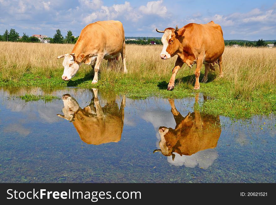 A cow on a summer pasture after a rain in a rural landscape.