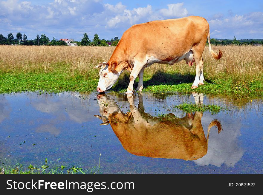 Cow On A Summer Pasture After A Rain