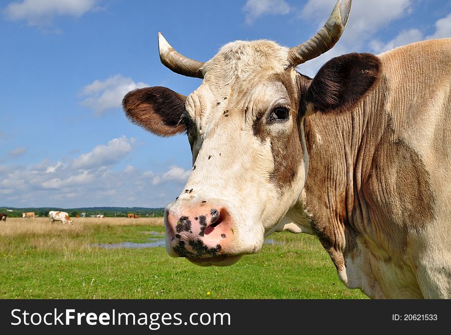 A head of a cow close up in a rural landscape. A head of a cow close up in a rural landscape.