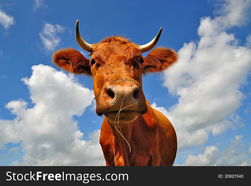 A head of a cow close up in a rural landscape. A head of a cow close up in a rural landscape.