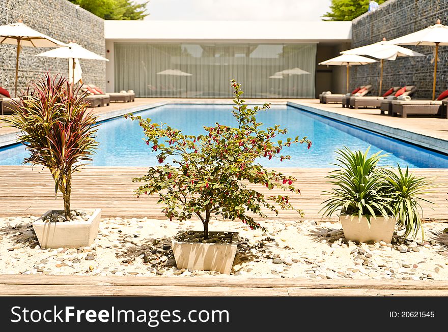 Tree garden with swimming pool,beautiful view