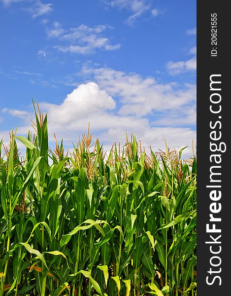 Green stalks of corn under clouds