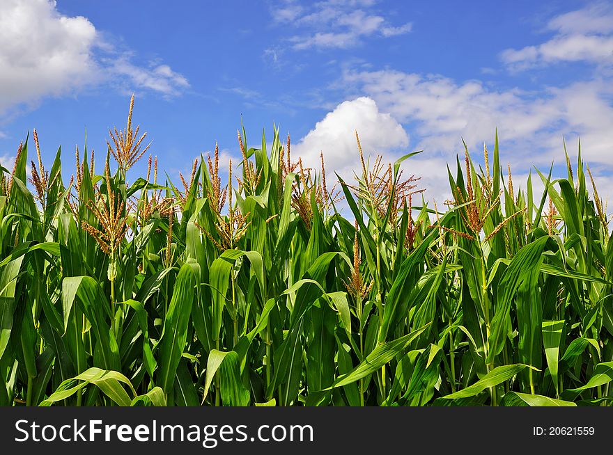 Green Stalks Of Corn Under Clouds