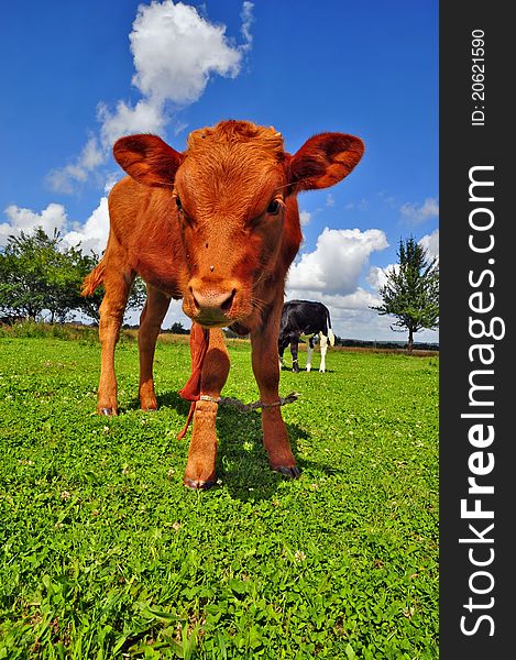 The calf on a summer pasture in a rural landscape.