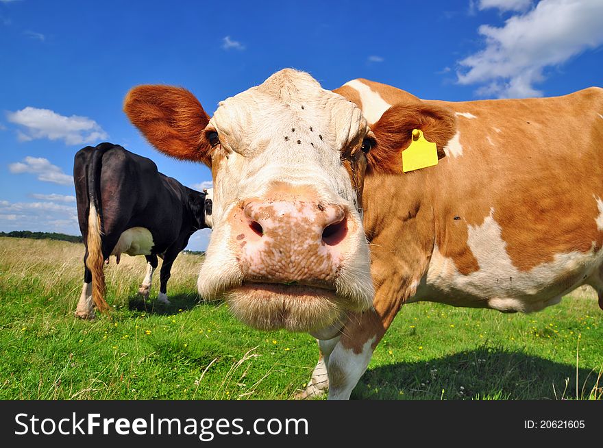 A cow on a summer pasture in a summer rural landscape