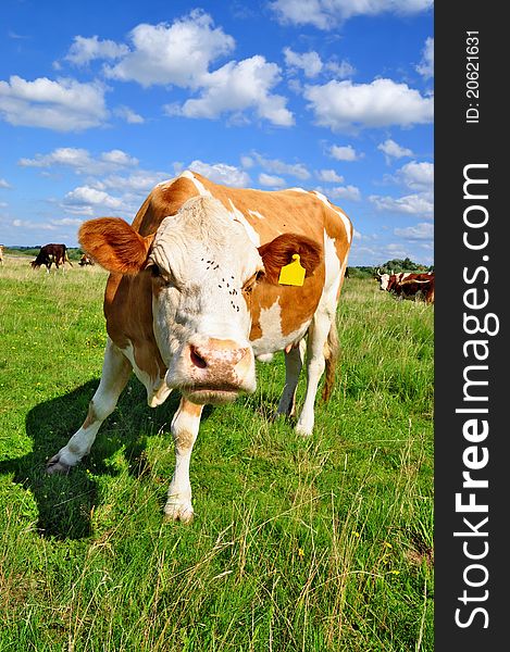 A cow on a summer pasture in a summer rural landscape