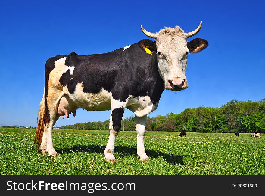 A cow on a summer pasture in a summer rural landscape