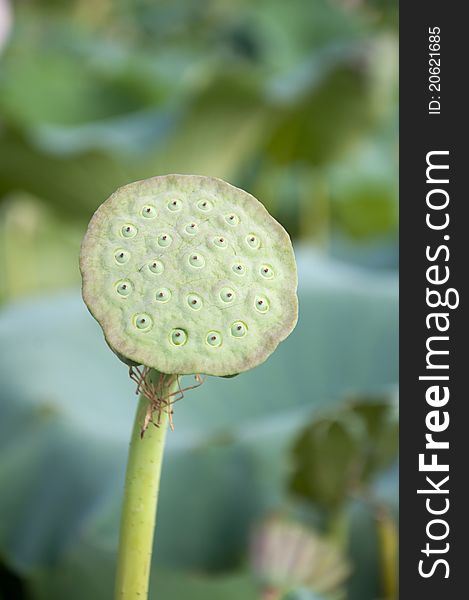 Lotus Seeds