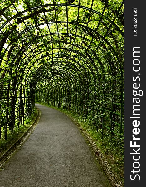 Live green tunnel made with plants. Live green tunnel made with plants