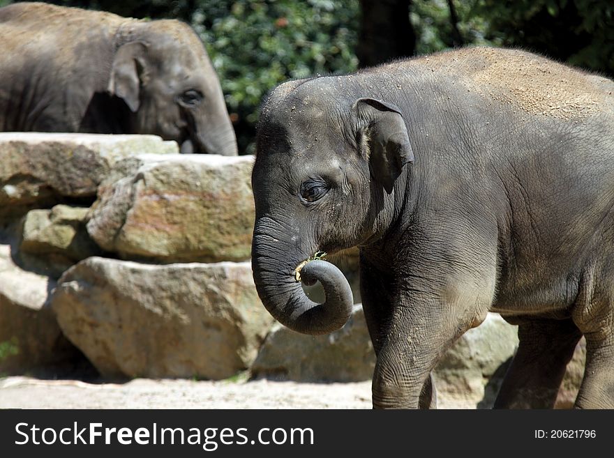 Baby of Asian elephant walking during sunny daj