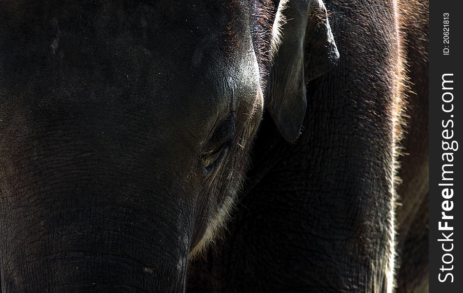 Abstract picture of elephant extremely close up
