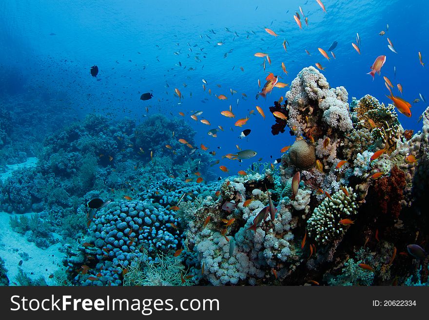 Beautiful coral reef with anthias in the red sea