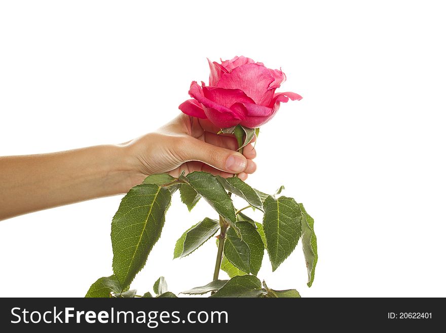 Close-up of female hand holding a beautiful rose. Isolated on a white background. Close-up of female hand holding a beautiful rose. Isolated on a white background