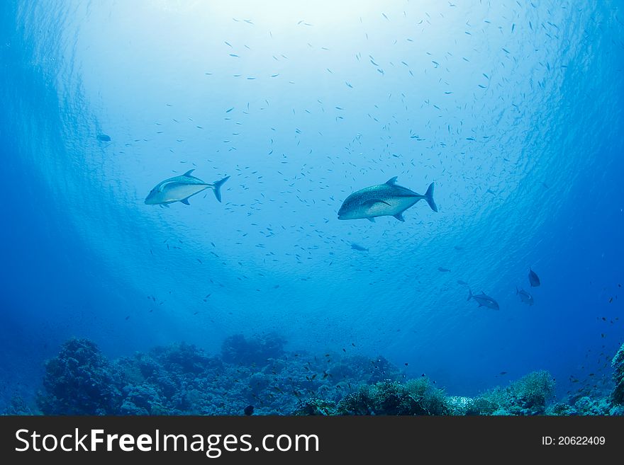 Trevally also called jackfish in the red sea