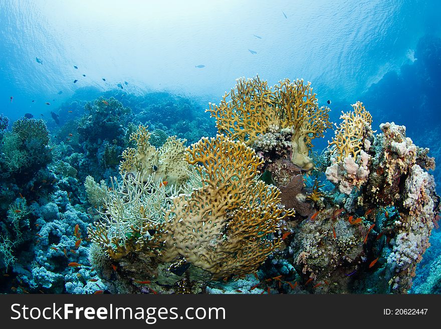 Beautiful firecoral and reef in the red sea