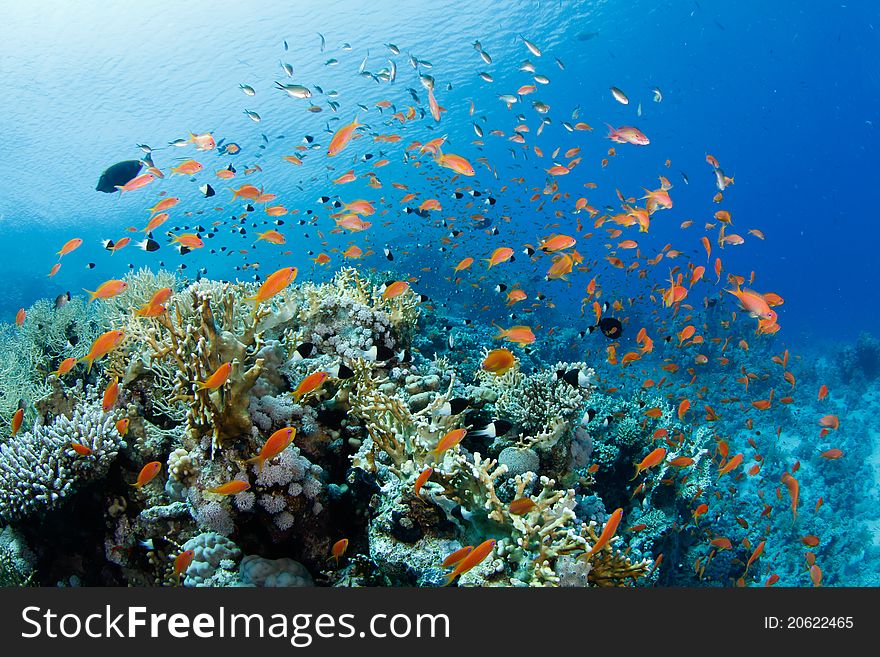 Beautiful coral reef with anthias