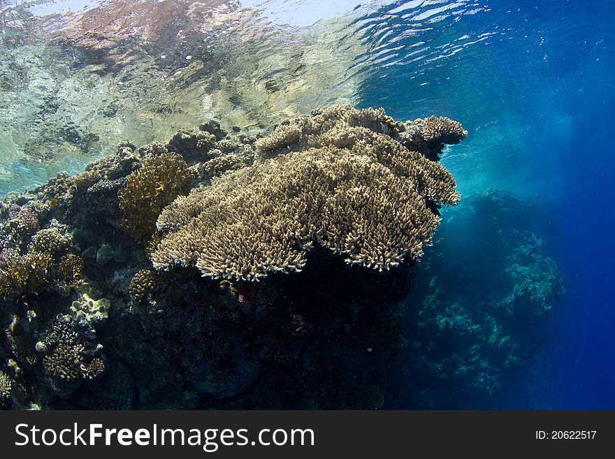 Beautiful coral reef close to the surface in the red sea