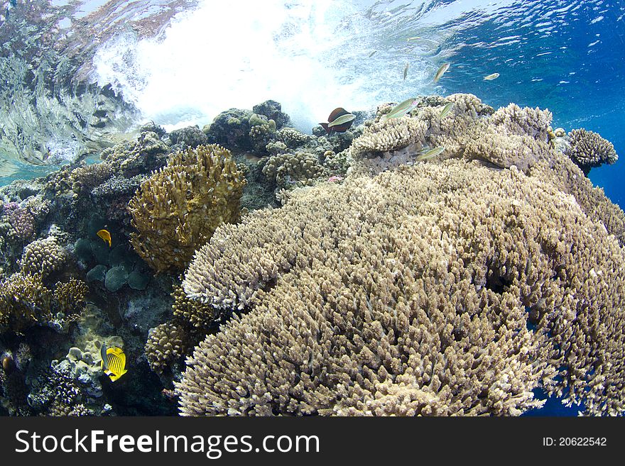 Beautiful coral reef close to the surface in the red sea