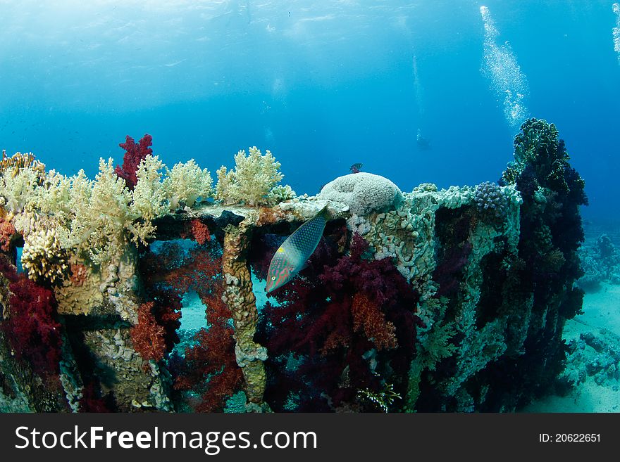 Wreck turned into reef in the red sea