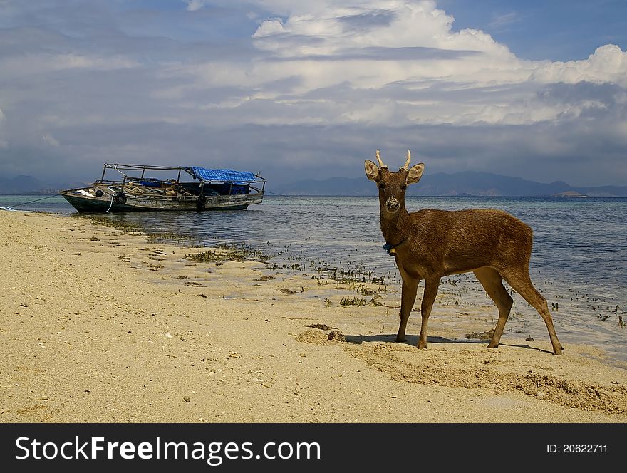 Deer staying on the sand of a tropical beach with a boat on a background. Deer staying on the sand of a tropical beach with a boat on a background