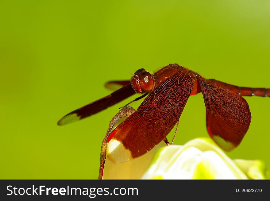 Red Dragonfly On The Blossom