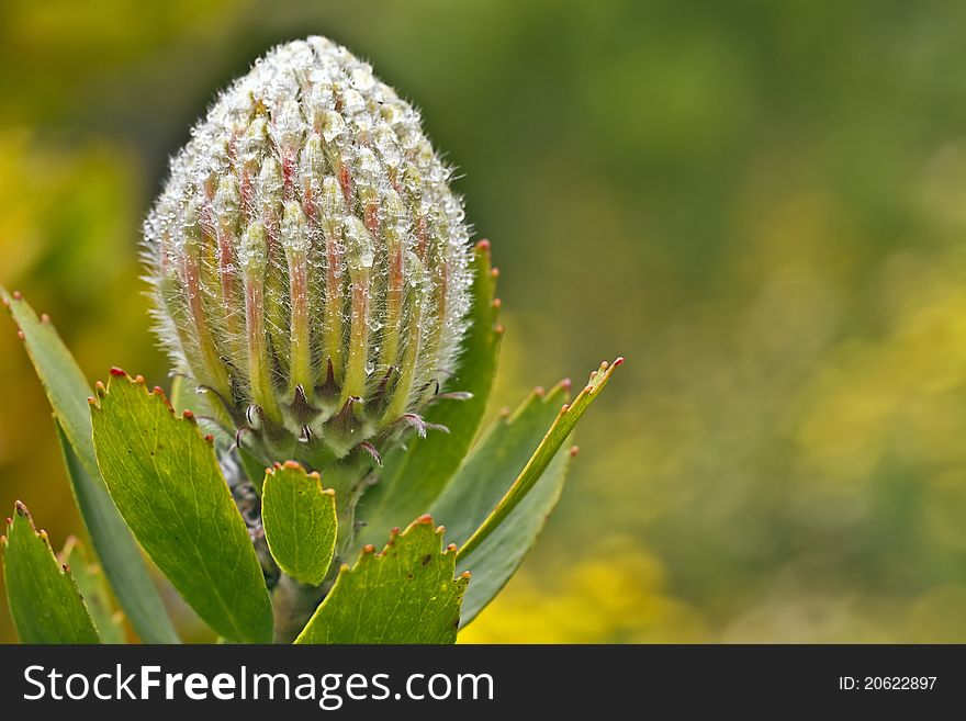 A shrub called Veld Fire with scientific name Leucospermum Cordifolium. A shrub called Veld Fire with scientific name Leucospermum Cordifolium