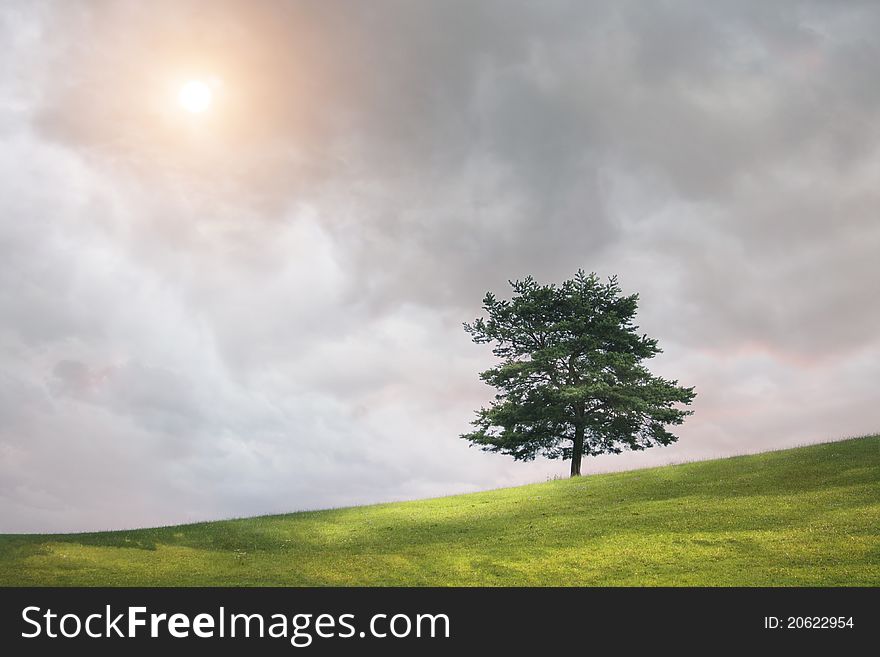 Tree and cloudy sky
