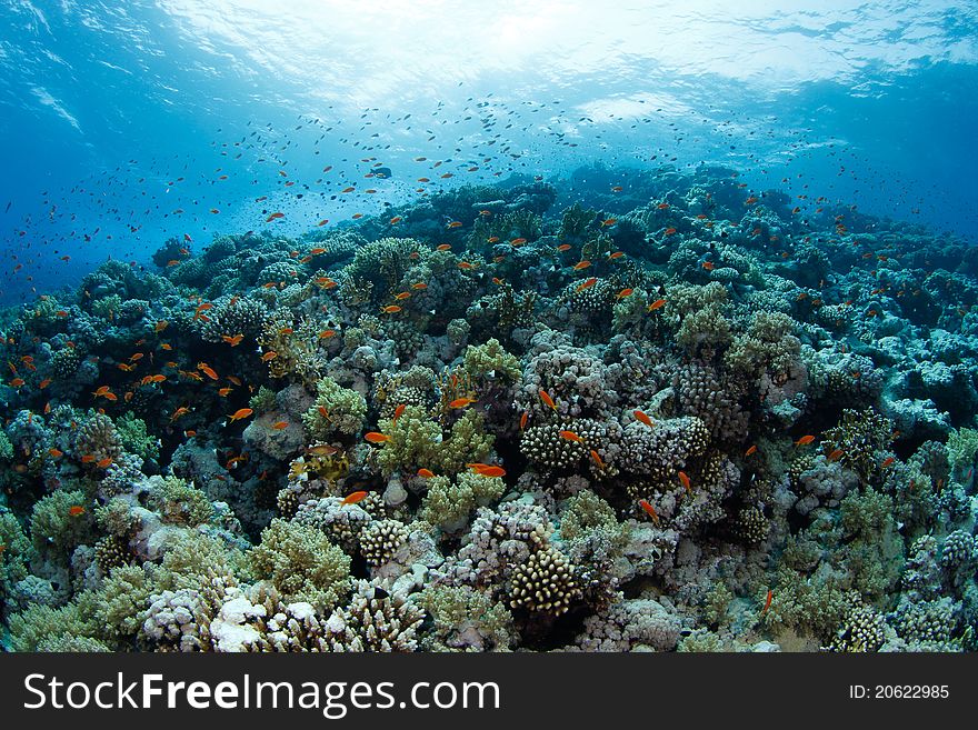 Beautiful coral reef in the red sea and tropical fish