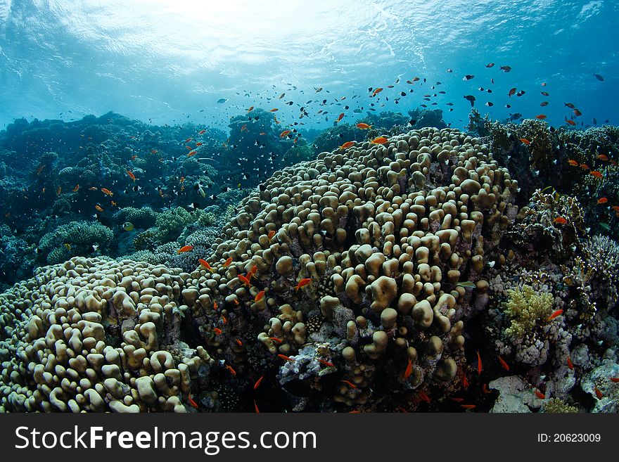 Beautiful coral reef in the red sea and tropical fish