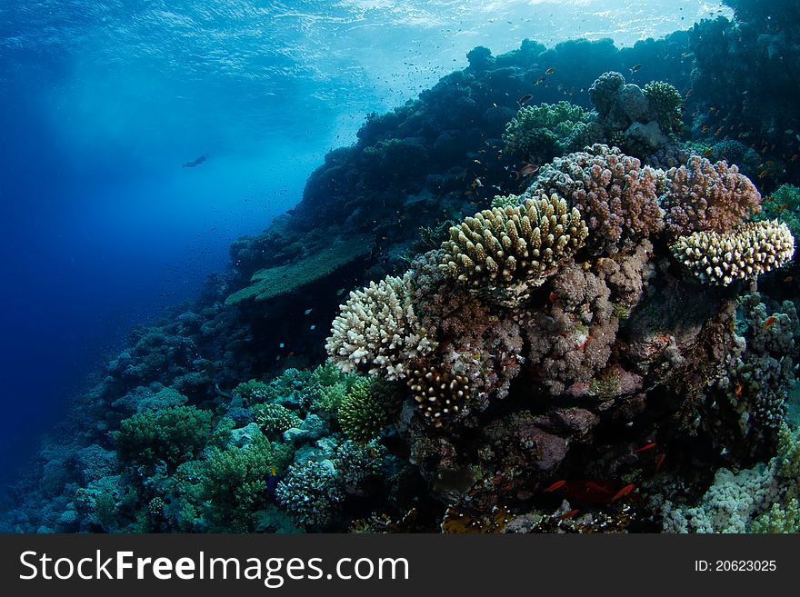 Beautiful coral reef in the red sea