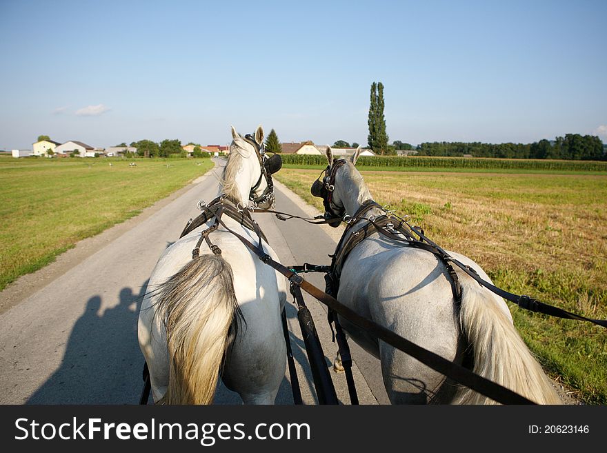 Carriage driving with two Lipizzan horses. Carriage driving with two Lipizzan horses