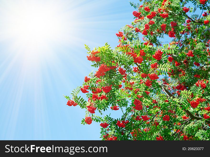 A tree with rowan berries with sunlight