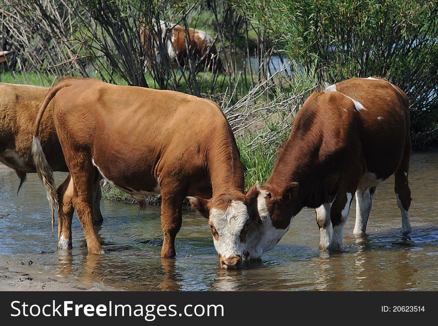Cows In Water