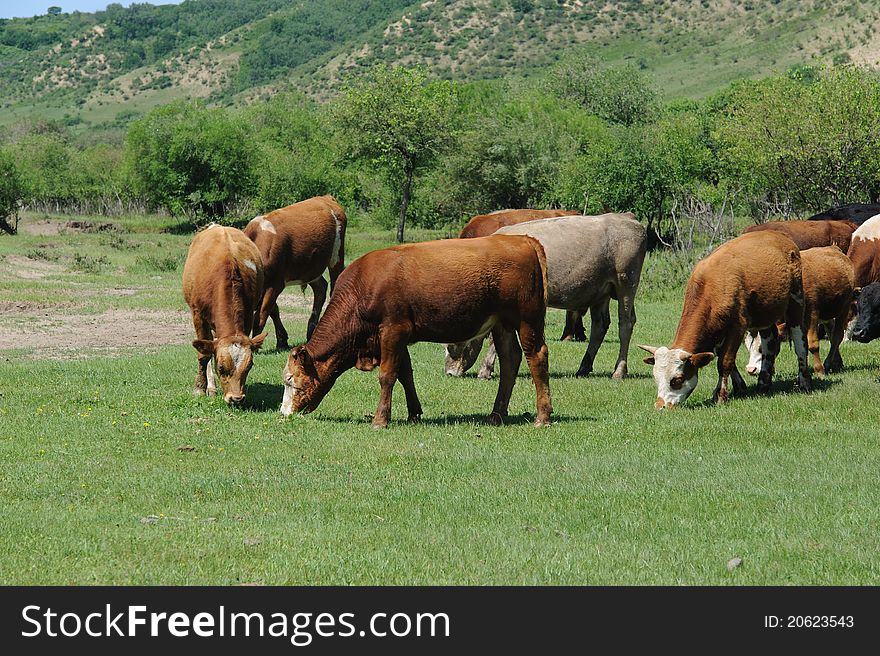 Cows Farm In Summer