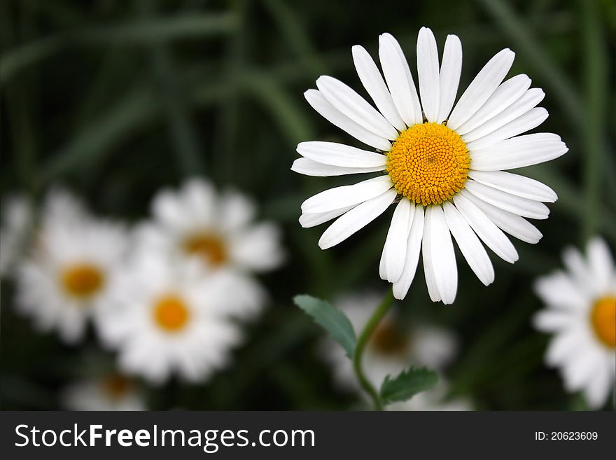 Bright daisies on the background of grass. Bright daisies on the background of grass