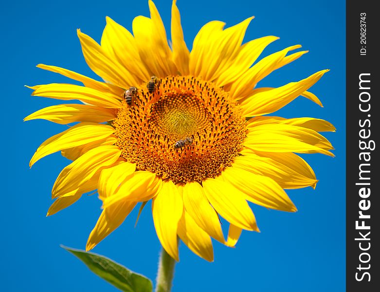 Sunflower on blue sky background