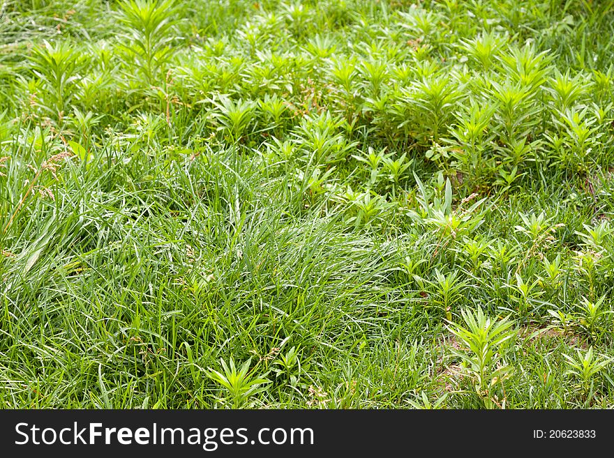 Green weed grows on the ground, growing in early spring