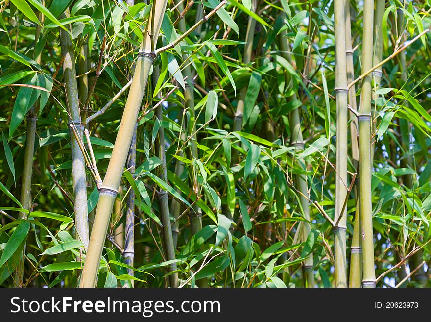 Closeup of the green bamboo