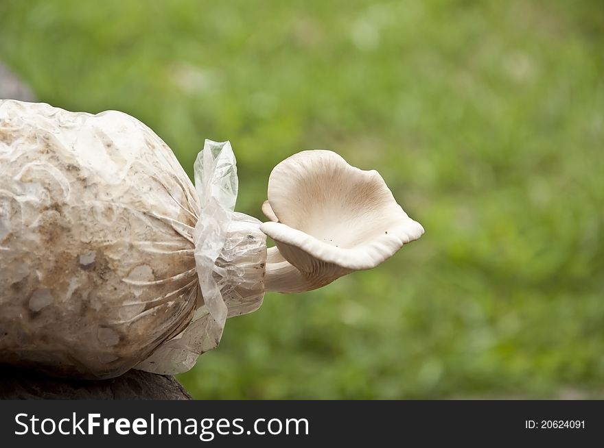 Mushroom as green color background