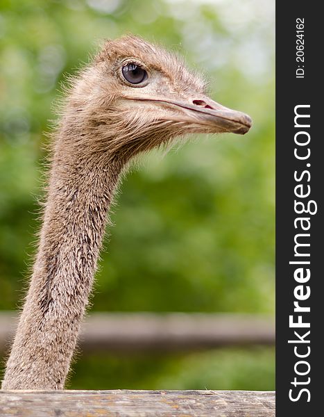 Nice Ostrich is watching out...