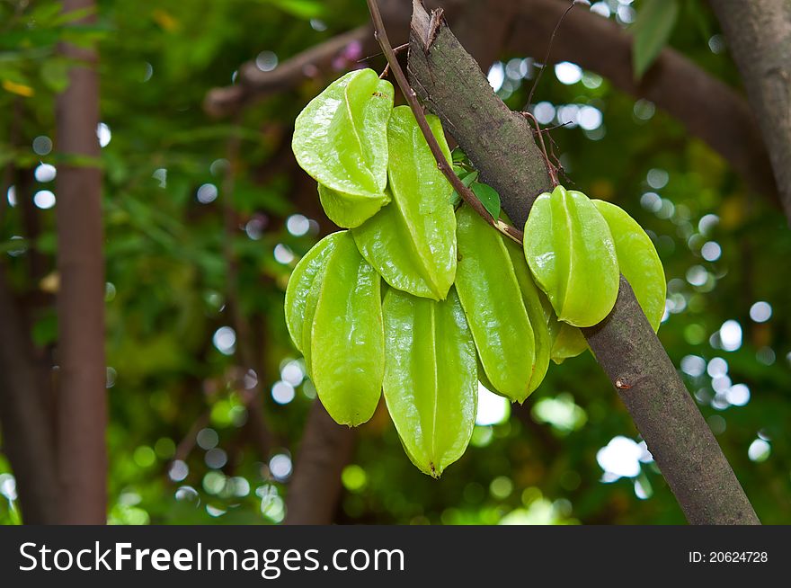 Star apple fruit on tree,thailand