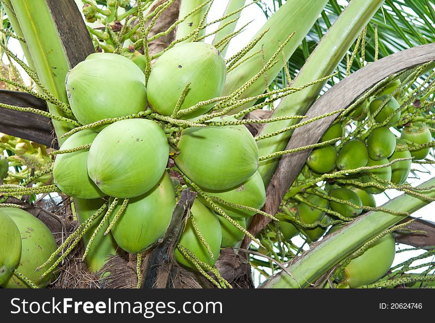 Coconut on tree,phitsanulok Thailand