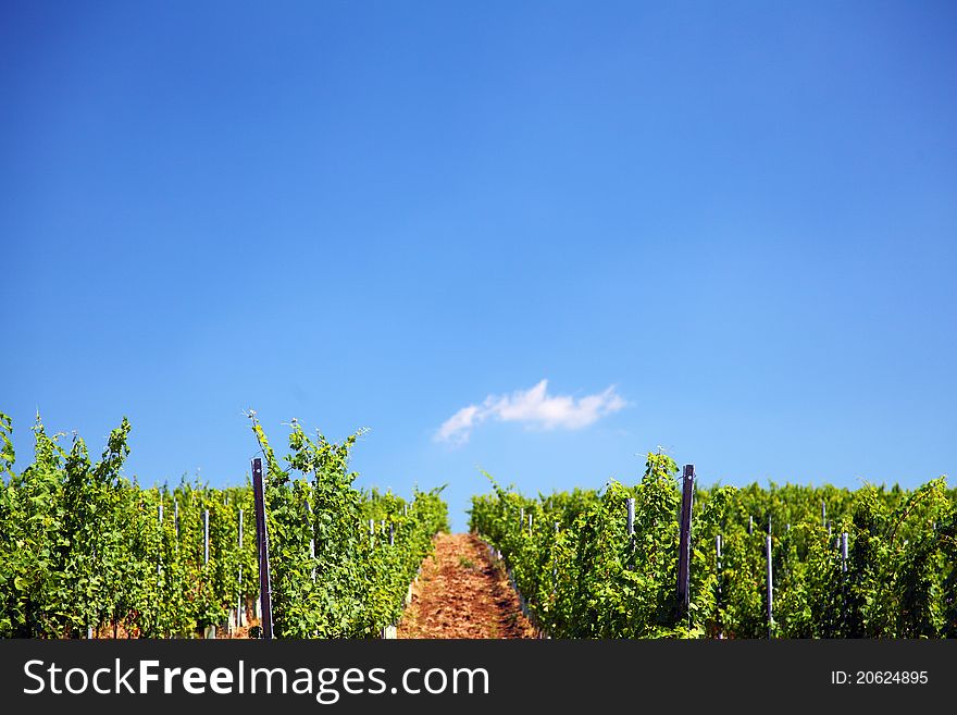 Lines of vine plants in a vineyard in Romania