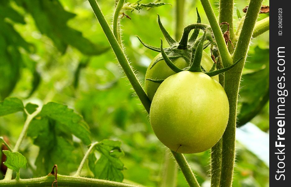 Green tomato with nature background