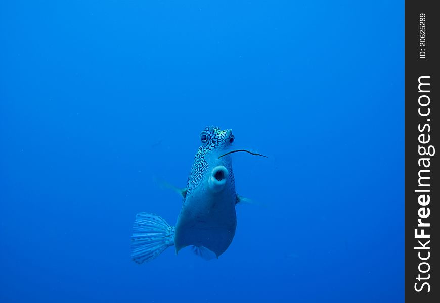 Fish eating a jelly fish in the Caribbean