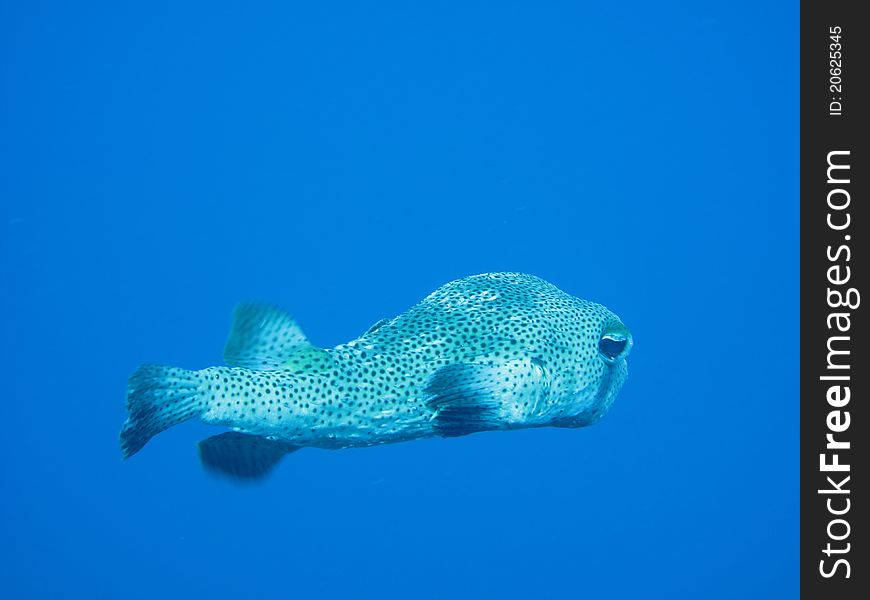 A Puffer Fish in tropical waters
